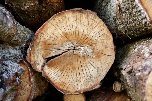birch logs. a lot of firewood, fallen trees, a lot of logs are lying on the ground in the nature of a sawmill. Sectional view.