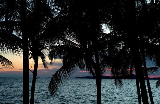 Silhouette coconut palm tree on sunset cloudy sky background.
