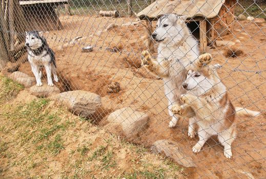 Nursery of northern riding huskies. Three fawn Siberian Huskies and an Alaskan Husky puppy behind the fence of an enclosure in summer.