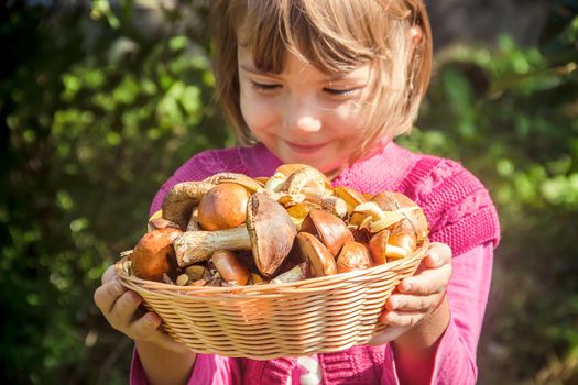 Forest mushrooms in the hands of a child. Selective focus. nature.