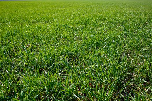 A green field on which grass grows. Agricultural landscape in the summer
