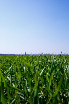 A green field on which grass grows in the background is a steeper sky. Agricultural landscape in the summer. Grass close up