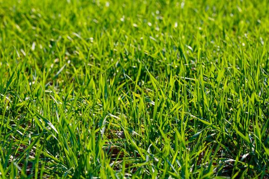A green field on which grass grows. Agricultural landscape in the summer