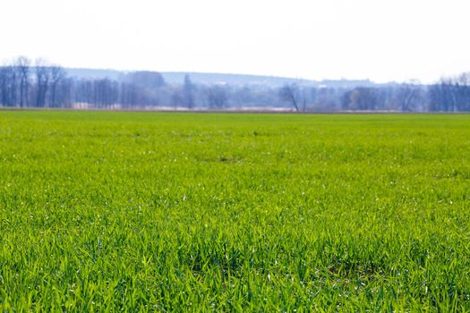 A green field on which grass grows in the background is a steeper sky. Agricultural landscape in the summer. Grass close up