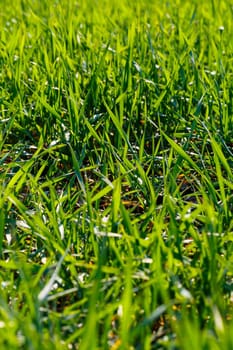A green field on which grass grows. Agricultural landscape in the summer