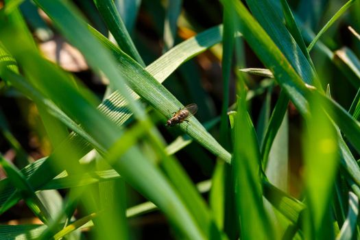A green field on which grass grows. Agricultural landscape in the summer. Grass close up