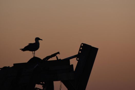 Backlighting made with a seagull perched in the sunset