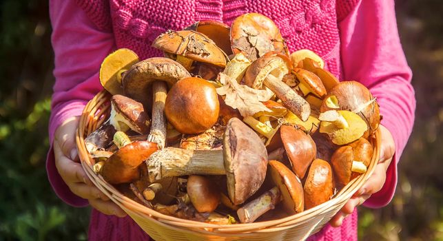 Forest mushrooms in the hands of a child. Selective focus. nature.