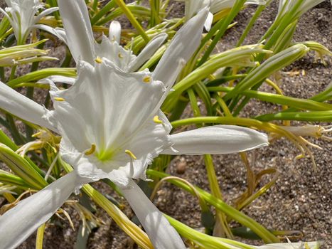 Sand lily or Sea daffodil closeup view. Pancratium maritimum, wild plant blooming, white flower, sandy beach background. Selective focus