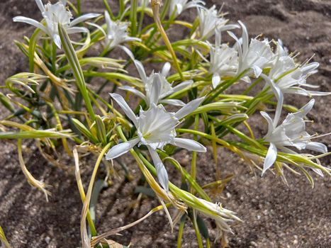 Sand lily or Sea daffodil closeup view. Pancratium maritimum, wild plant blooming, white flower, sandy beach background. Selective focus