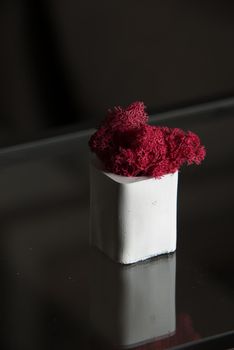 claret moss in a white concrete pot on a shelf