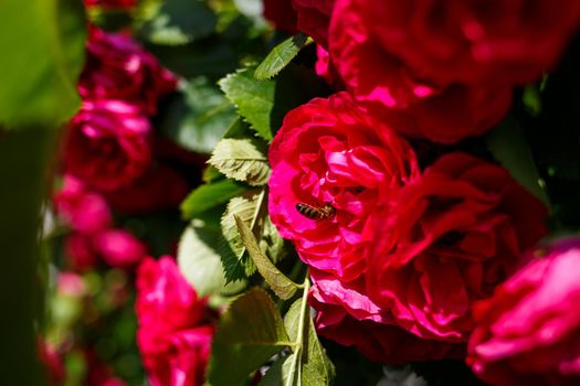 blooming bush of pink roses on a sunny day