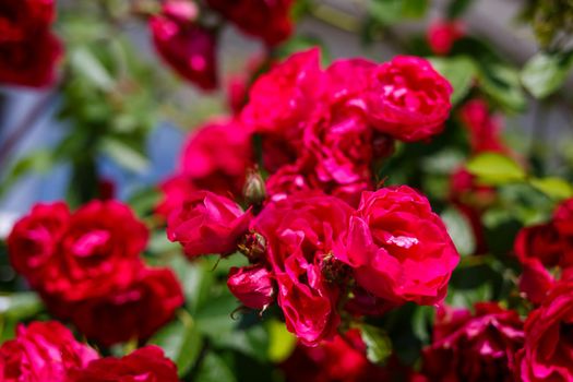 blooming bush of pink roses on a sunny day