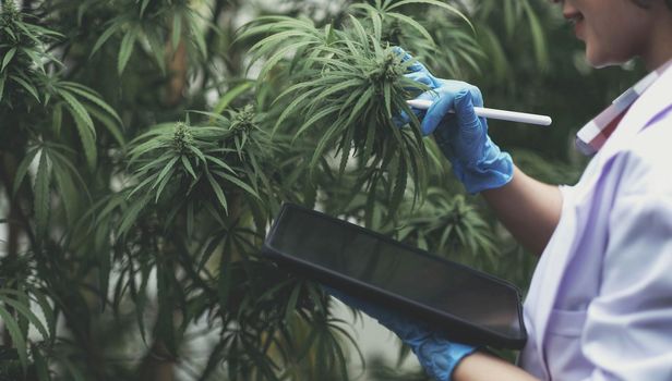 A scientist examines cannabis with a tablet in his hands. Medical research of marijuana leaves plants..