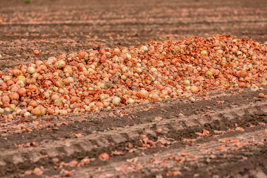 A mountain of onion piled up during onion harvest on onion field in autumn, Germany