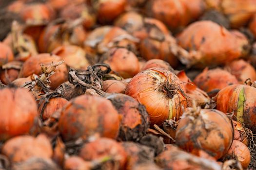 Close-up of onions in the field during onion harvest in autumn, Germany