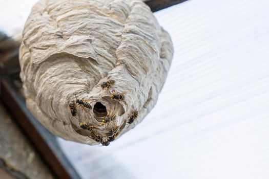 wasp nest under the roof of the house and wasps guarding the entrance to the nest. A close-up shot of a wasp nest with a blurred background of a light roof.