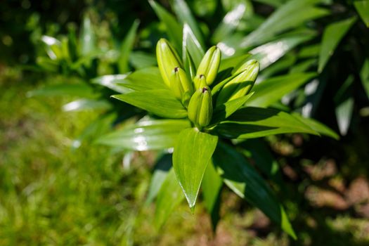 Green spaces for home landscaping. Green leaves. natural live plants