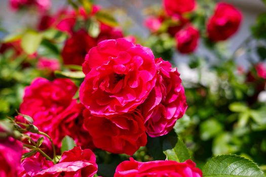 blooming bush of pink roses on a sunny day