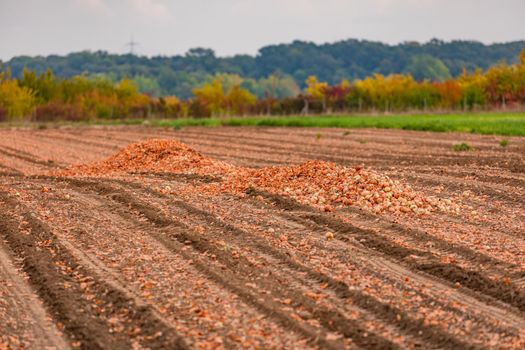 A bunch of onions being harvested in the onion field in autumn, Germany