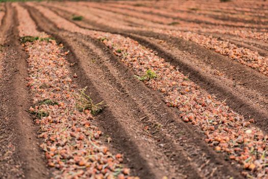 Rows of onions next to tire tracks at the harvest and hollows to the horizon