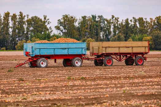 Two trailers with onions stand in a field in front of trees in the background