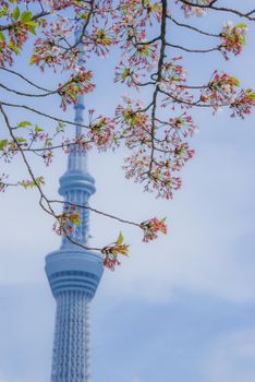 Cherry blossoms and Tokyo Sky Tree images. Shooting Location: Tokyo metropolitan area