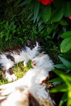 Green spaces in which domestic cats lie. Green leaves. natural living plants