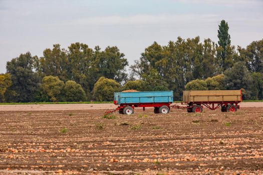 Trailer with onions in field full of onions in autumn in front of trees, Germany