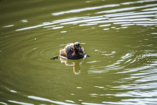 Image of birds to bathe (Yamato City, Kanagawa Prefecture). Shooting Location: Yamato City, Kanagawa Prefecture
