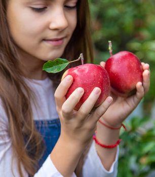 A child harvests apples in the garden. Selective focus. Food.