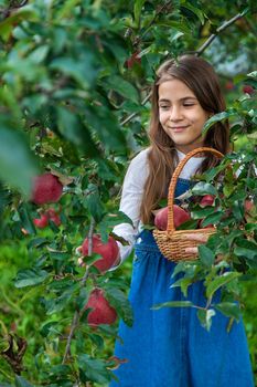 A child harvests apples in the garden. Selective focus. Food.