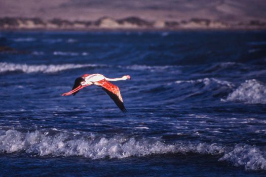 greater flamingos (phoenicopterus ruber) luderitz, namibia, africa