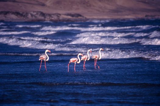 greater flamingos (phoenicopterus ruber) luderitz, namibia, africa