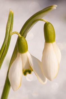 First flowers growing and blooming through snow