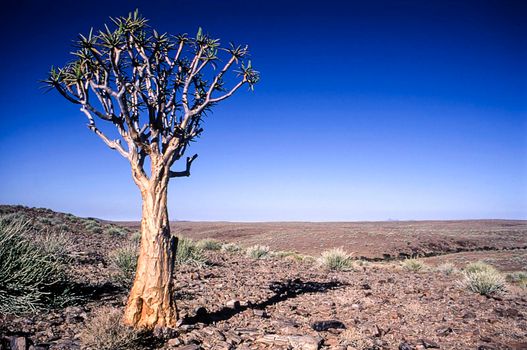 aloe or quiver tree, fish river canyon, karas, namibia, africa