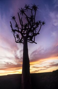 aloe or quiver tree, fish river canyon, karas, namibia, africa