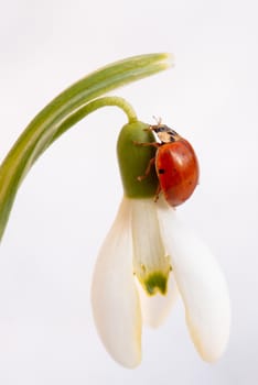 Beautiful shot of lady-beetle on bright spring flower