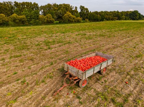 An agricultural trailer in a field full of hokkaido seen from the side from the air