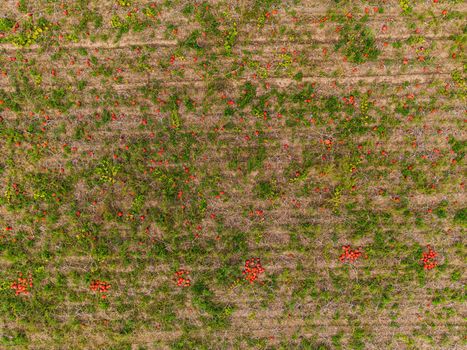 Pile of red and orange pumpkins on a field during harvest in Germany