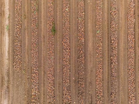 Lines and patterns on an onion field with onions at harvest as an aerial view