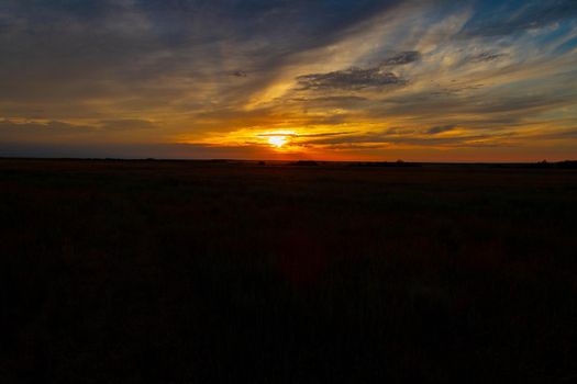 Beautiful sunset in the field. Landscape at sunset. Flowers and grass in the sun. The bright light of the sun illuminates the field.