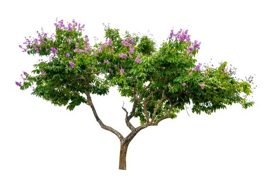 Isolated  trees on white background