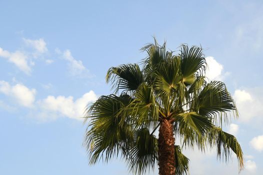 Green leaves of the palm tree of the type Whashintonia Robusta