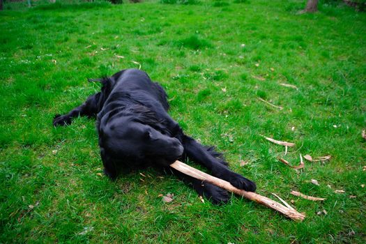 Flat Coated Retriever playing and biting stick on green grass. High quality photo