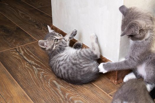 Kitten attacks another kitten in the room close up