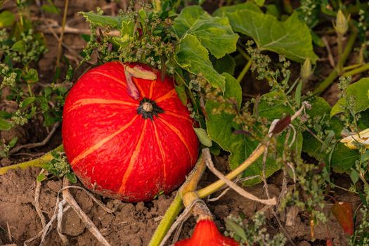 A uniformly striped and ripe pumpkin on a field in autumn, Germany