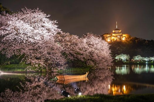 Sankeien Night Sakura. Shooting Location: Yokohama-city kanagawa prefecture