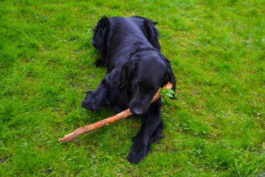 Flat Coated Retriever playing and biting stick on green grass. High quality photo