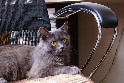 A cat lies on a computer chair close up